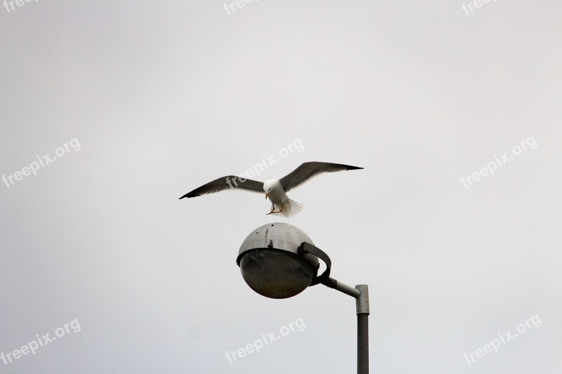 Gull Flight Gulls Floor Lamp Bird