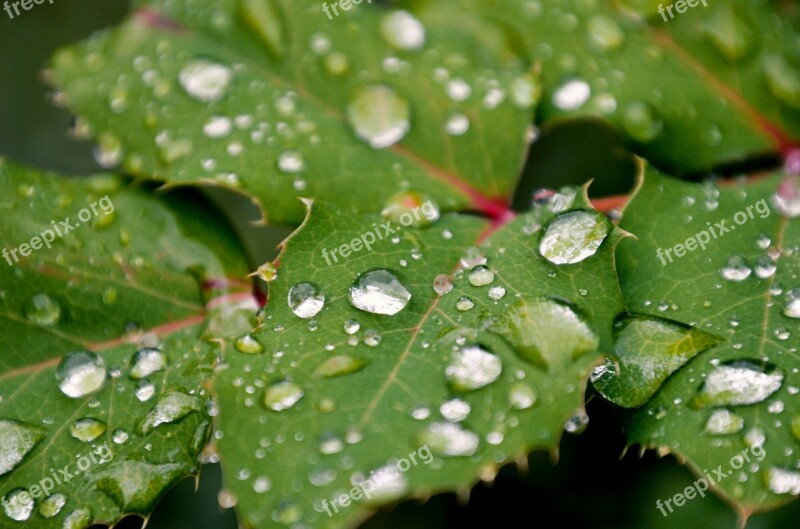 Raindrop Foliage Grain Mahonia Green