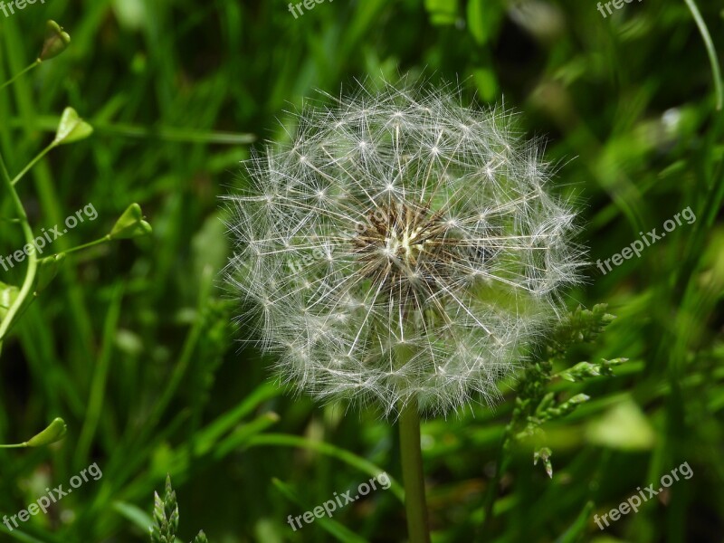 Dandelion Sonchus Oleraceus Spring Meadow Green