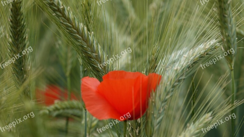 Poppy Wheat Field Cereals Spring