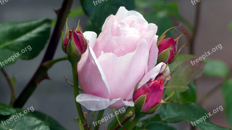 Rose Garden Flower Nature Pink