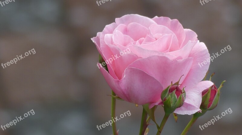 Rose Garden Flower Nature Pink