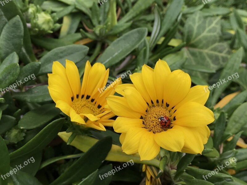 Flowers Yellow Wildflower Petal Plants