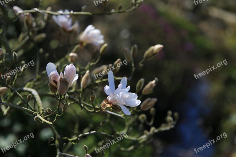 Flowers Wildflower Petal Spring Garden