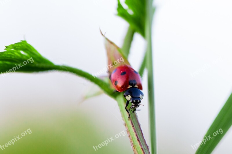 Ladybug Predator Polka Dots Hunting Free Photos