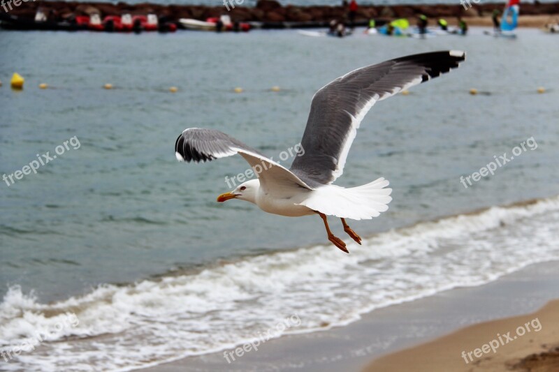 Gull Flight Beach Bird Seagull