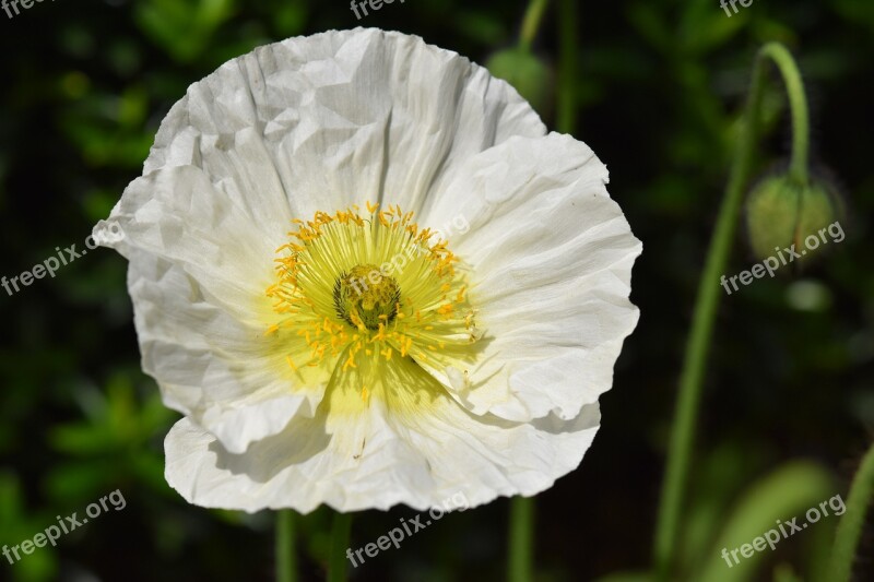 Flower Poppy Flower Button Poppy Garden Plant