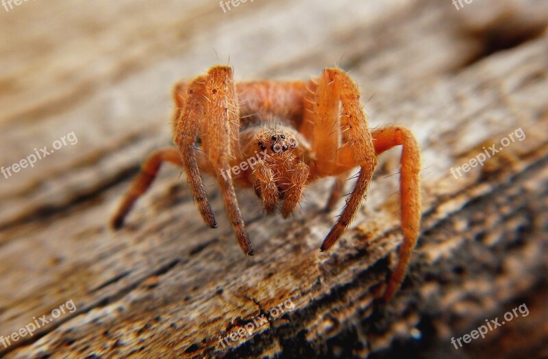 Spider Web Silk Trap Predator