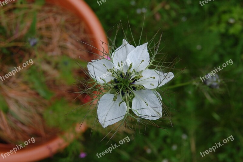 Flower White Nigella Garden Country