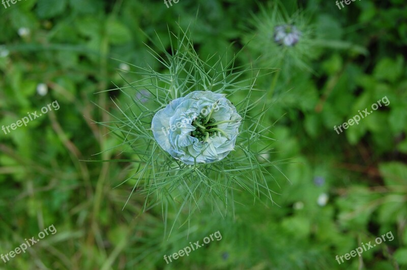 Flower Bud Hatching Nigella Garden