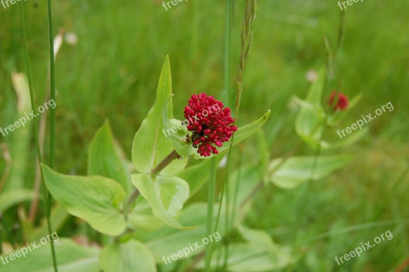 Flower Pink Garden Wild Spring