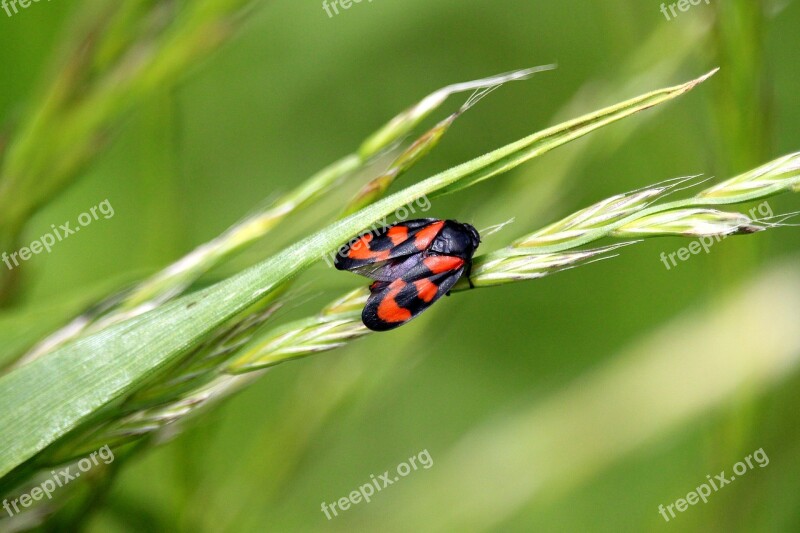 Beetle Grass Black Red Meadow Insect