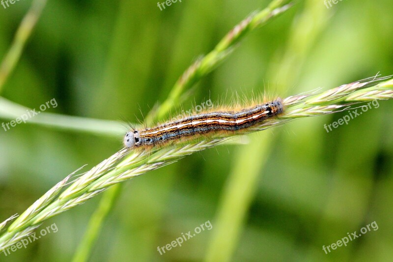 Caterpillar Colorful Field Climb Free Photos