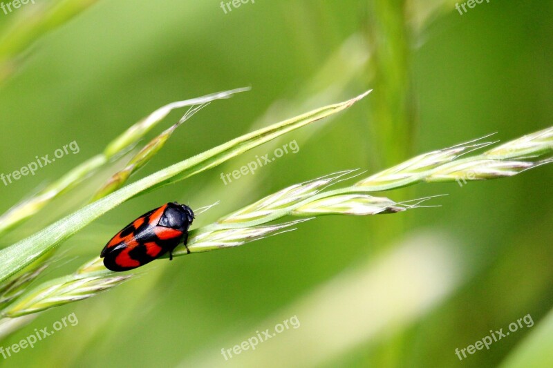 Beetle Grass Black Red Meadow Insect