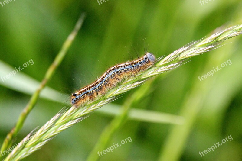 Caterpillar Colorful Field Climb Free Photos