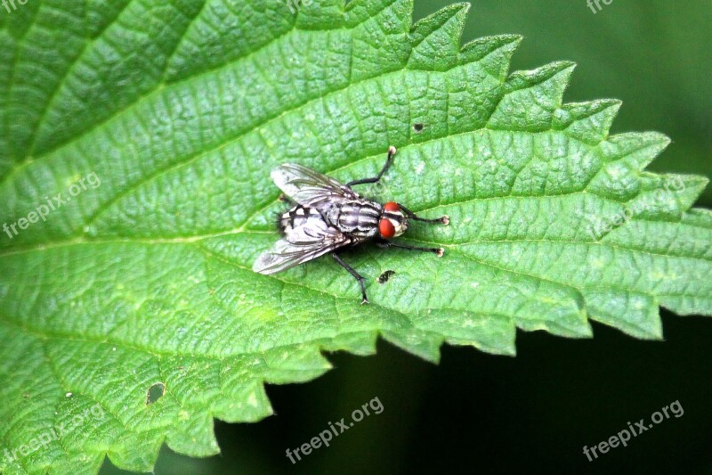 Fly Leaf Close Up Insect Animal