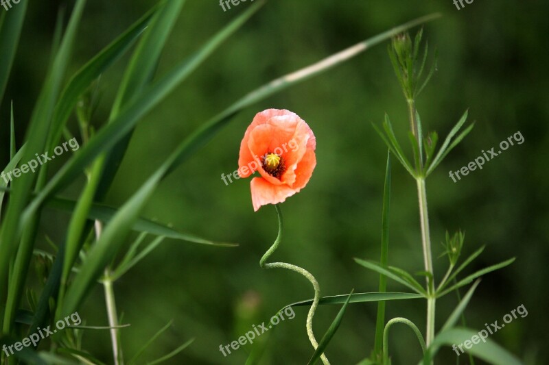 Poppy Field Red Flower Poppies