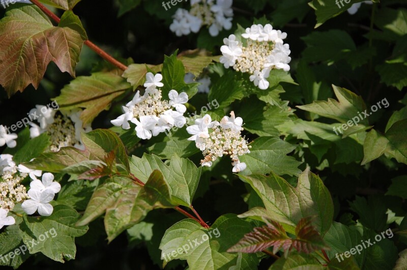 White Flower Sheet Free Photos