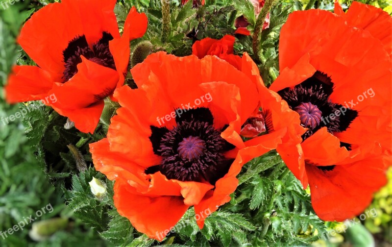 Flower Poppy Klatschmohn Ornamental Plant Garden