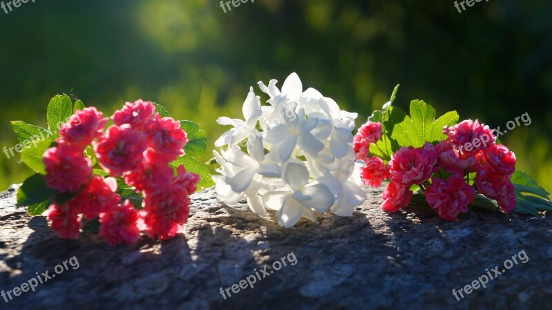 Nature Plants Flowers White Pink