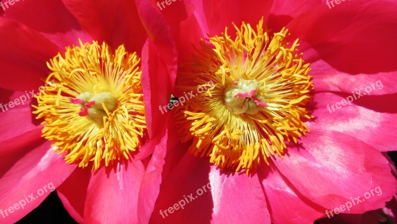 Peony Pink Blossom Flower Spring