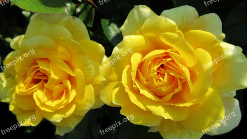 Rose Yellow Rose Flower Blossom Free Photos