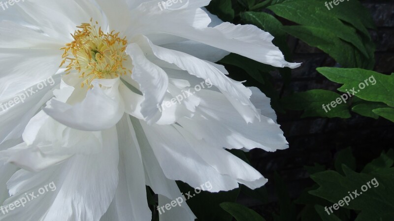 White Peony Flower Peony Blossom Spring