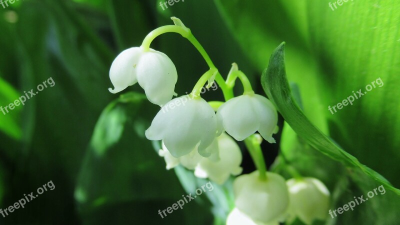 Lily Of The Valley White Flowers Green Leaf Spring Free Photos