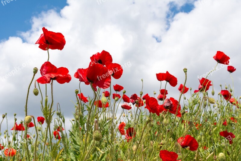 Poppies Red Flower Flowers Plants