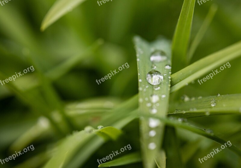 Grass Drip Nature Water Meadow