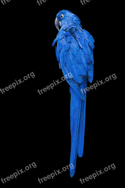 Parrot Bird Macaw Bird Blue From The Rear