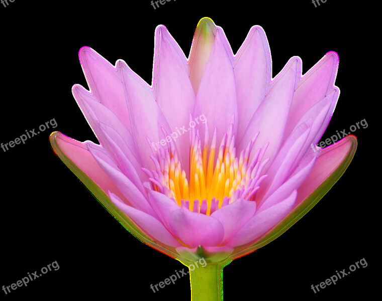 Lotus Flower Water Lily Flora Isolated