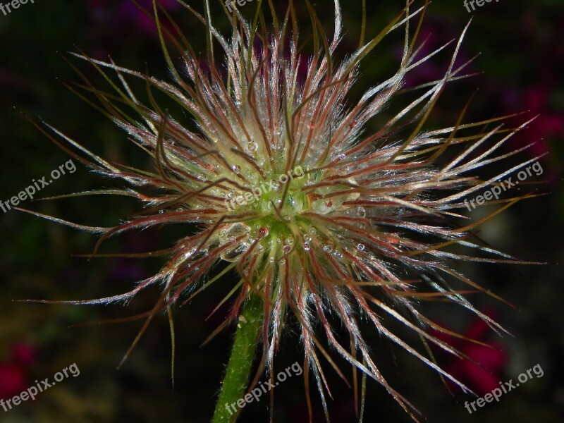 Pasqueflower Pasque Flower Seeds Faded Free Photos