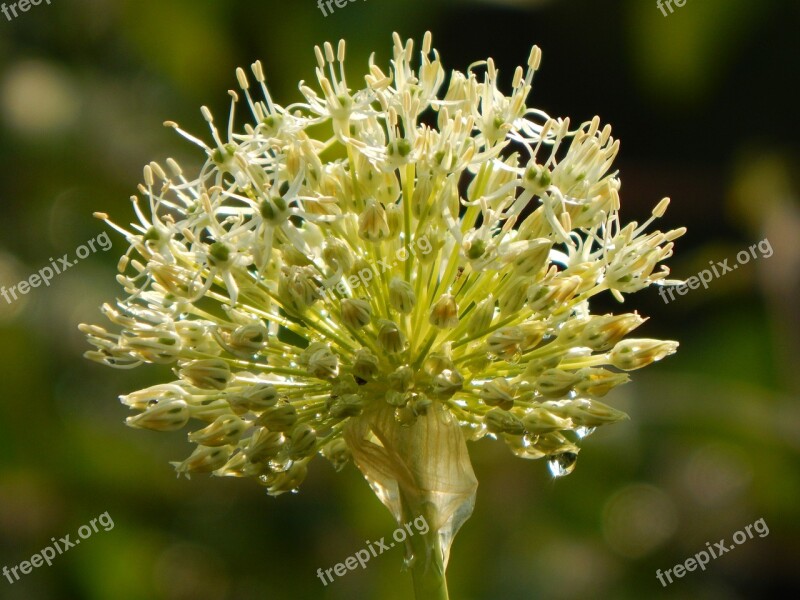 Leek Ball Leek Blossom Bloom Allium