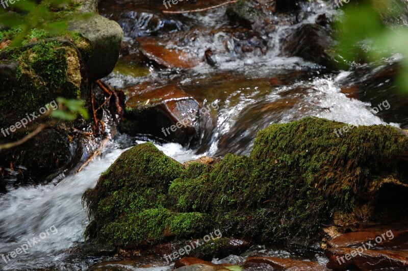 Nature Moss Forest Green Landscape