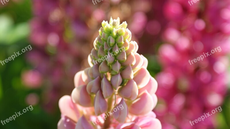 Lupine Pink Vegetable Nature Flowers