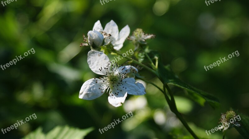 Blackberries Bloom Blossom Spring Outwear