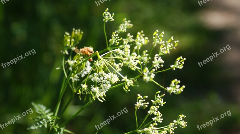 Flowers White Vegetable Flora Beauty