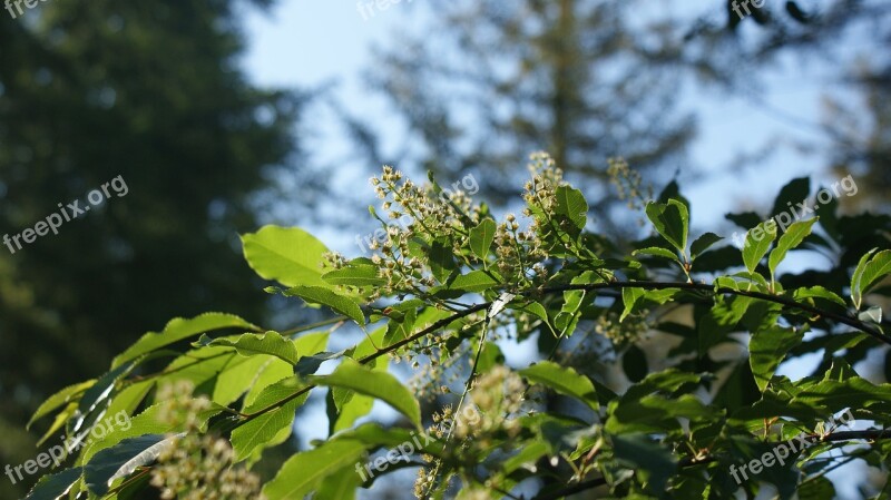 Branch Flowers White Forest Bloom