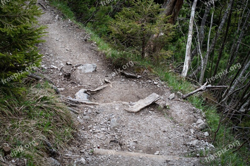 Away Forest Path Path Nature Hiking