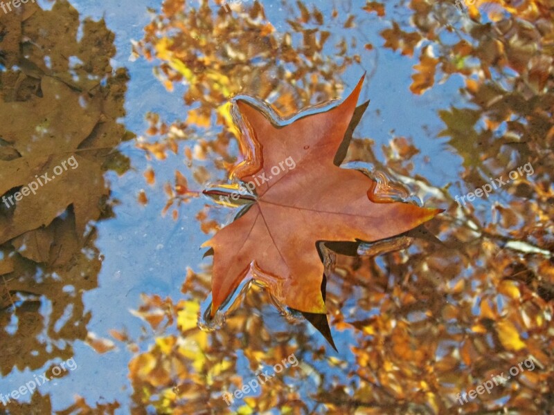 Water Leaf Reflection Autumn Drops