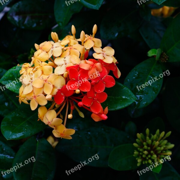 Ixoria Bicolor Mutant Flower Garden