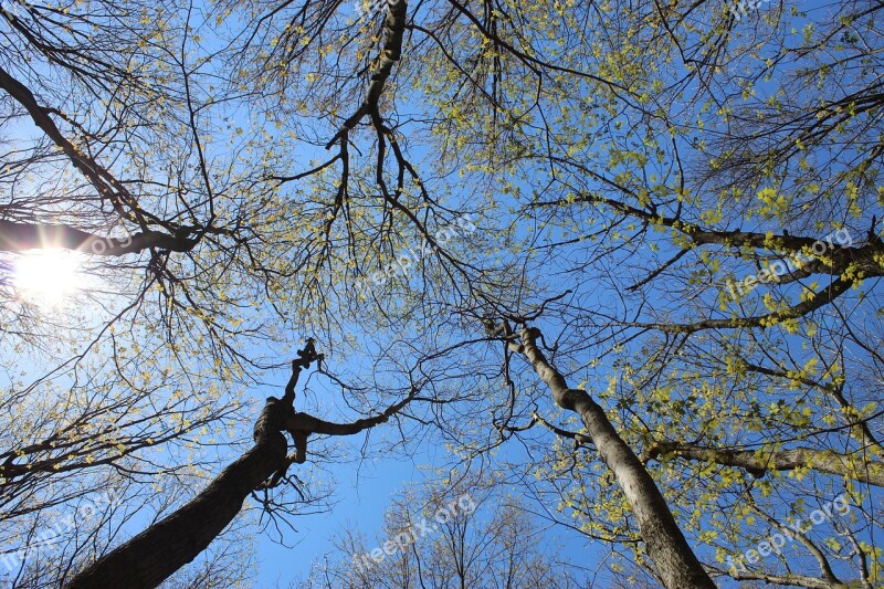 Nature Tree Sky Sun Perspective