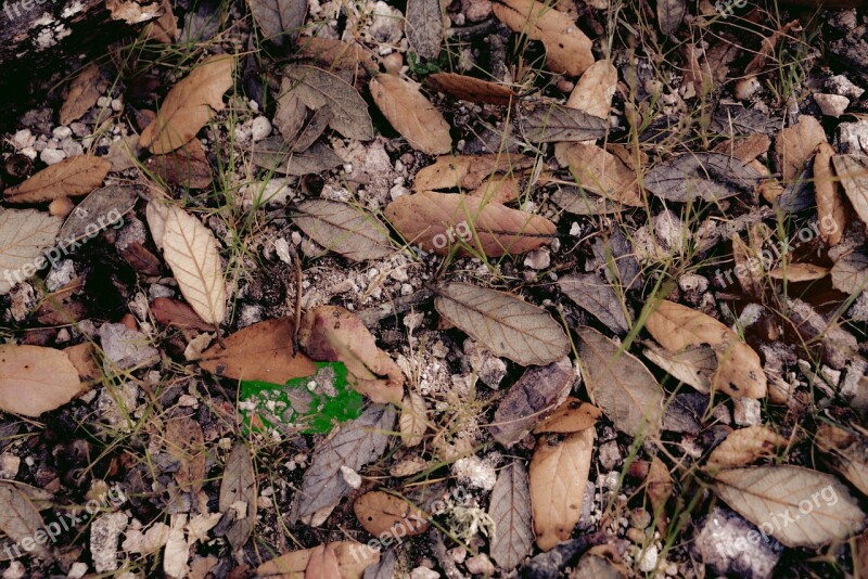 Leaves Autumn Dry Nature Colorful