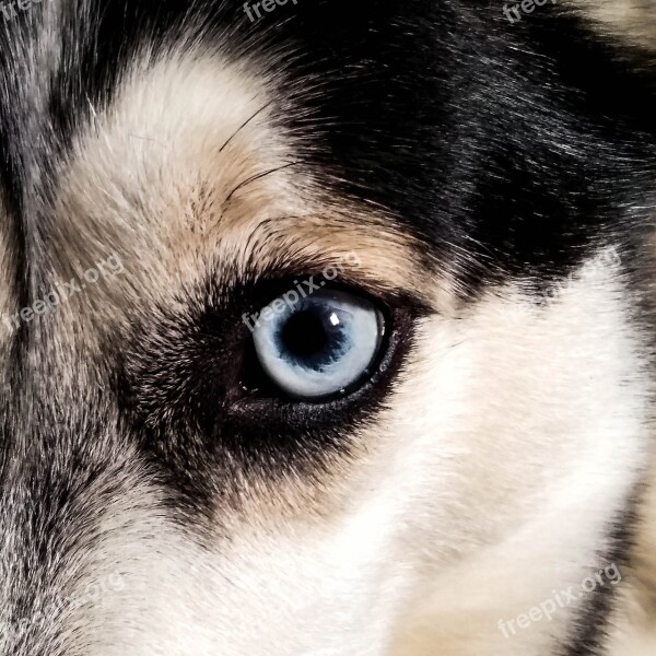 Husky Eye Dog Eyes Animals