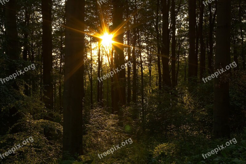 Forest Trees Nature Landscape Light