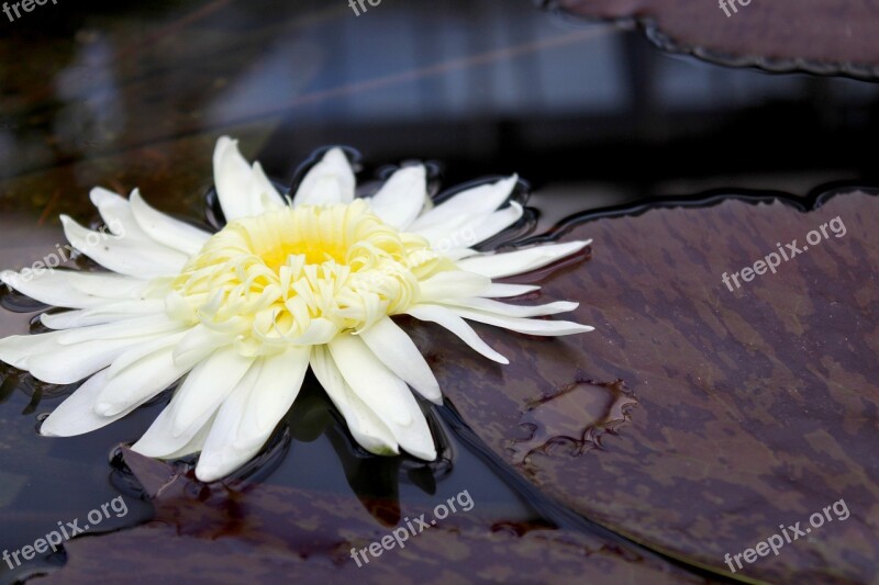 Botany Flower Pond Water Plant