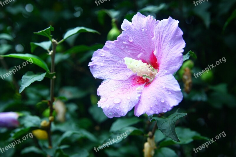 Rose Of Sharon Flowers Plants Nature Korea