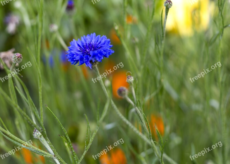 Spring Flowers Plant Summer Garden