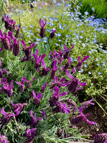 Lavender Flower Garden Roadside Flowers Flower Free Photos